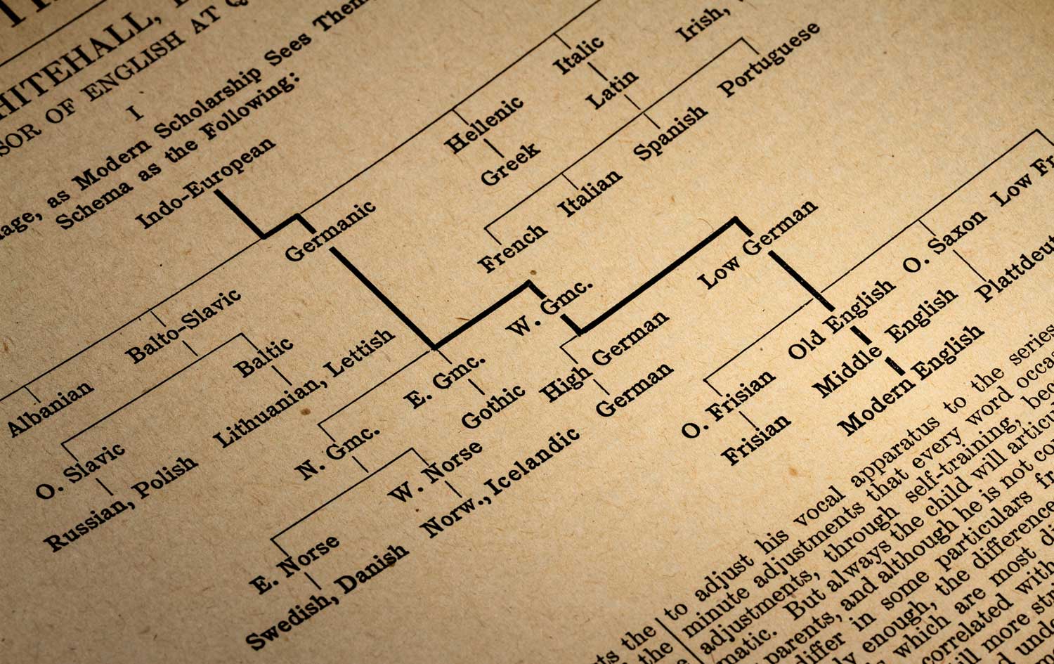 Why All English Trees May Actually Be Oaks • Tales by Trees Why All English Trees May Actually Be Oaks • Tales by Trees
