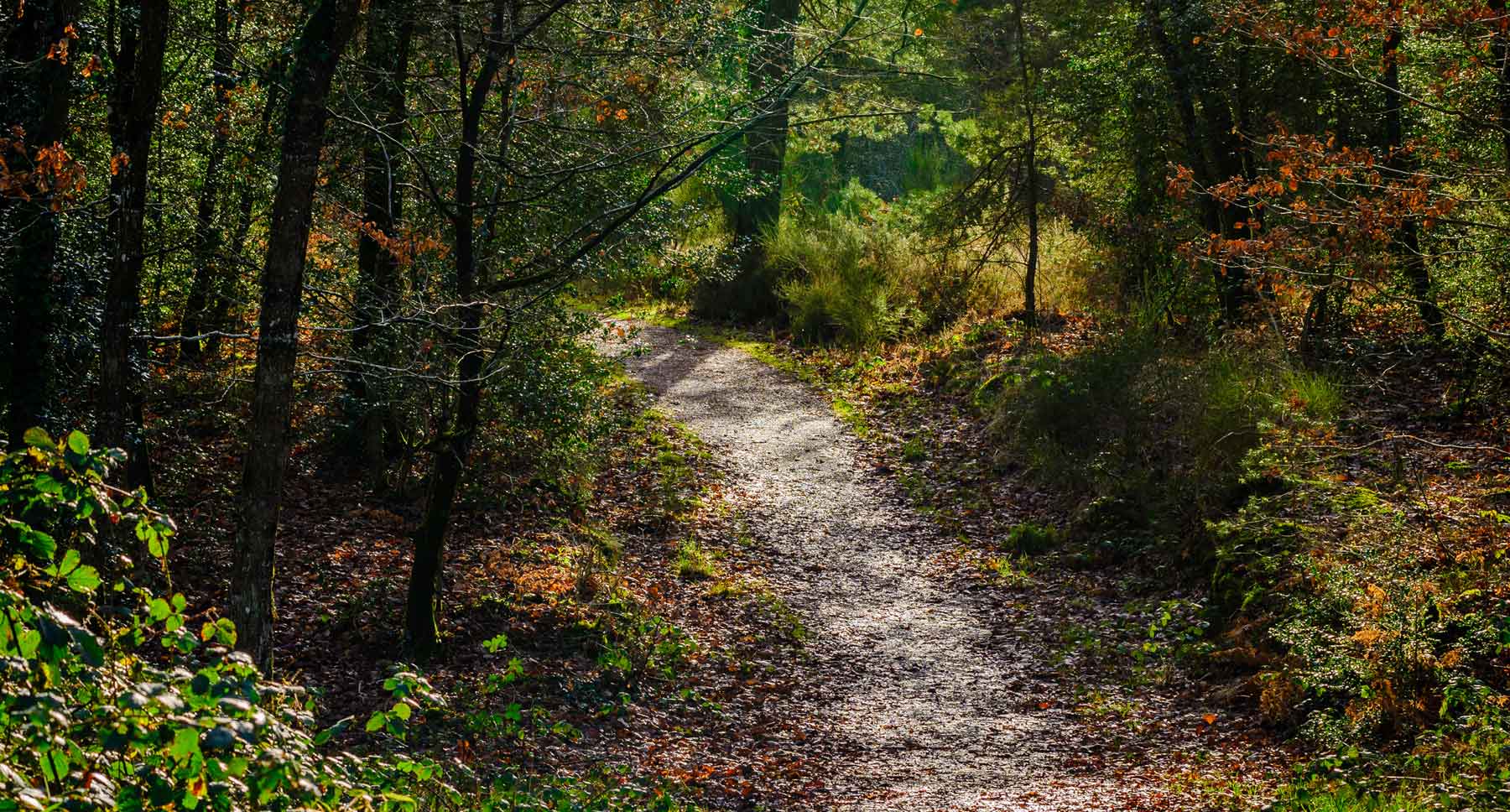 Take a Stroll in King Arthur’s Forest of Brocéliande