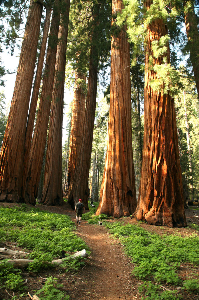Hyperion The World s Tallest Tree Tales By Trees hyperion-the-world-s-tallest-tree-tales-by-trees