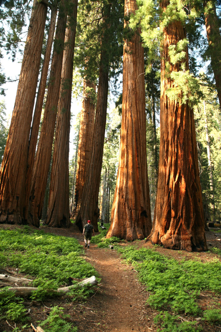 Hyperion The World's Tallest Tree Tales by Trees