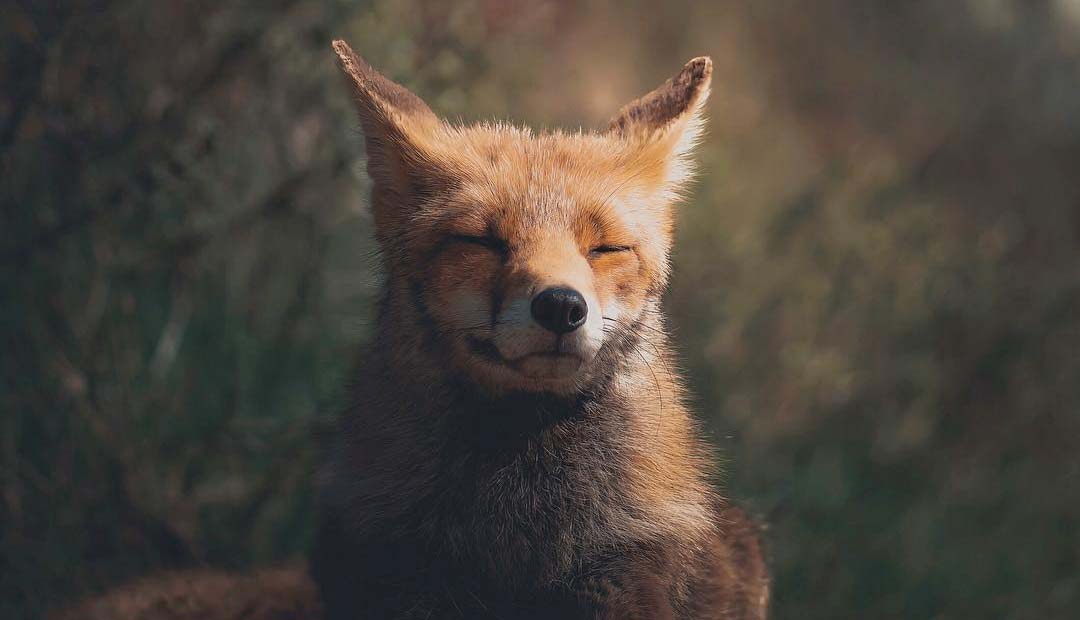 Meet the Squirrel Whisperer and His Stunning Wildlife Photos