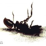 The Carpenter (ant)