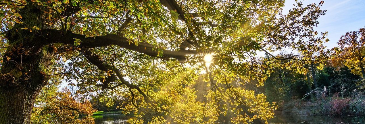 Are Trees the Key to Clean Energy?