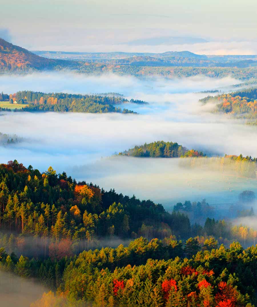 Cloudy Pine Forest