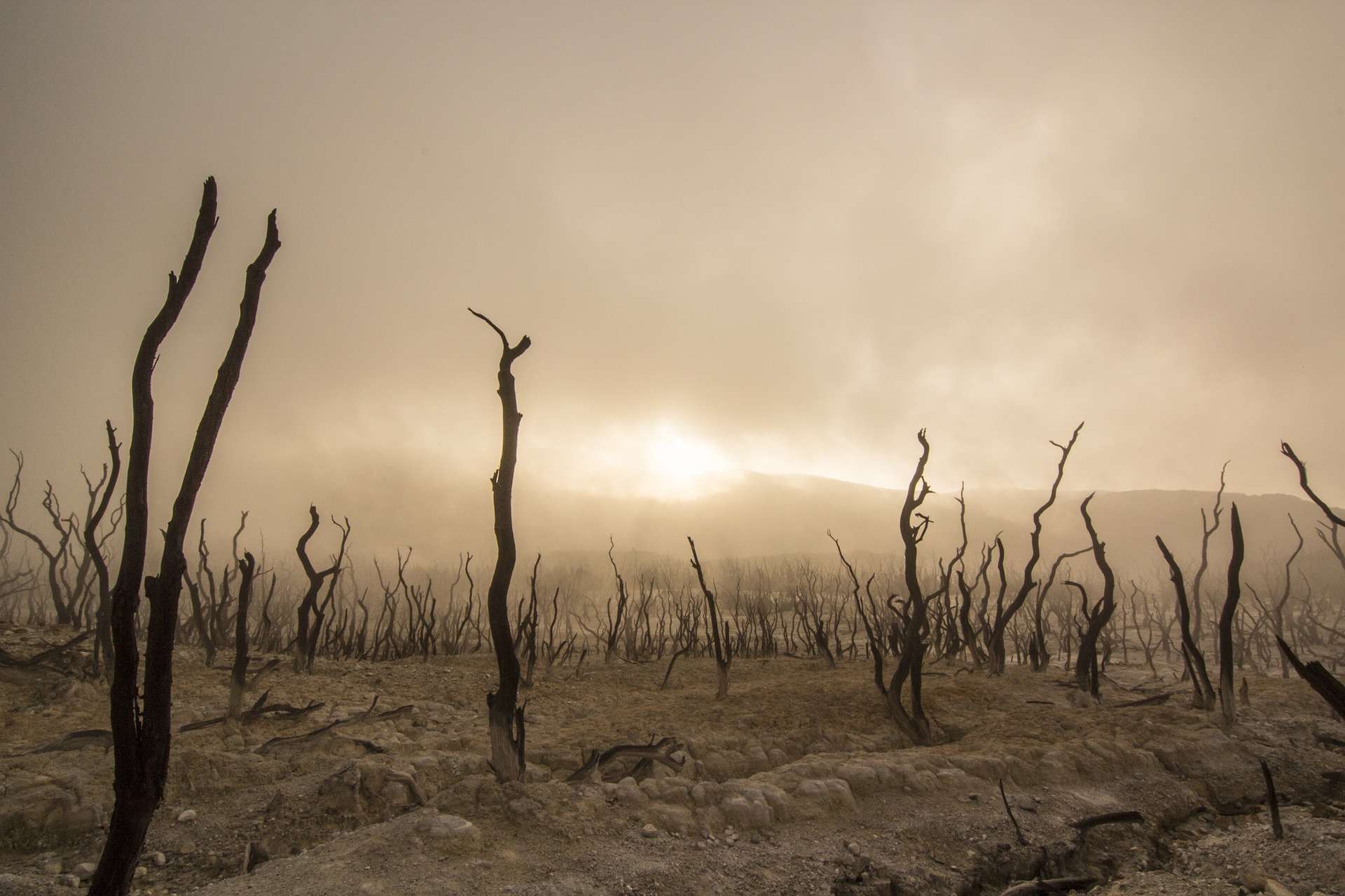 7 Fascinating Endangered Trees