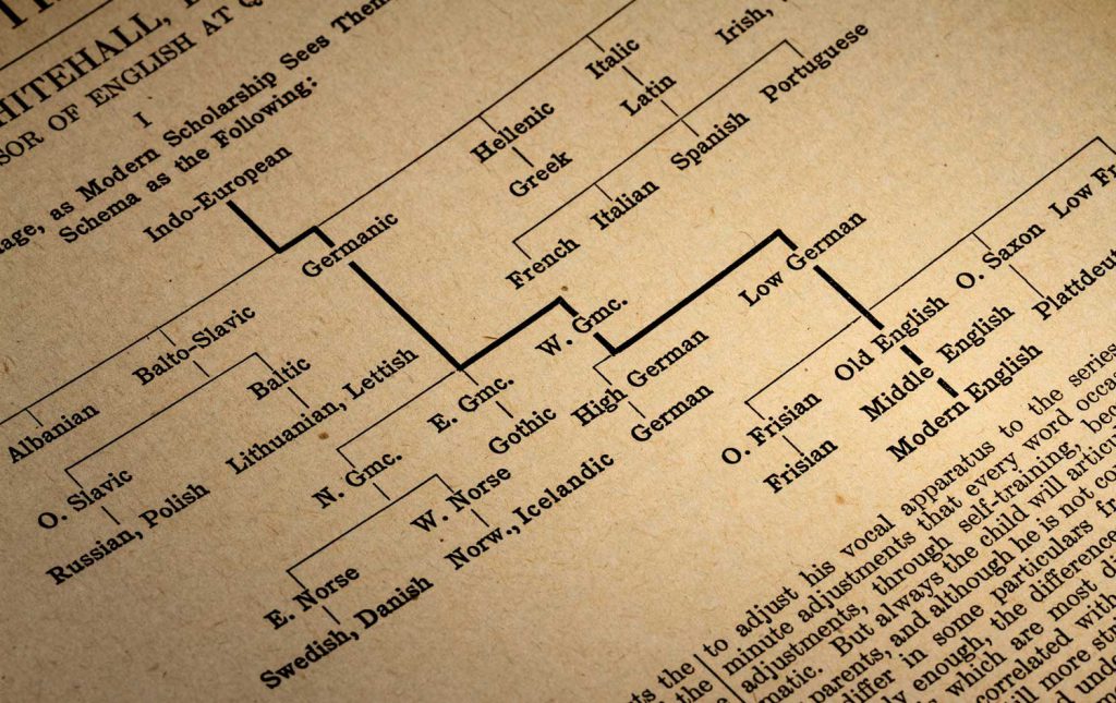 Why All English Trees May Actually Be Oaks Tales by Trees