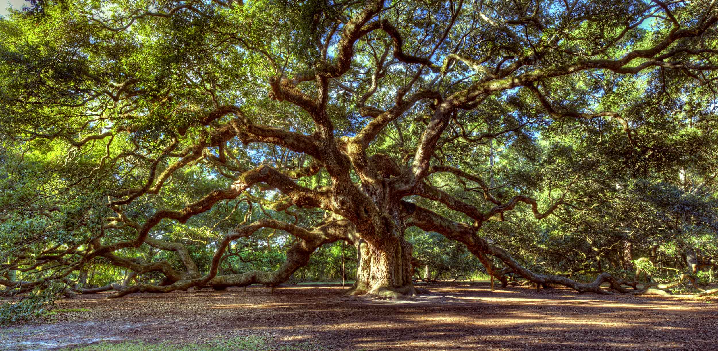 Why All English Trees May Actually Be Oaks
