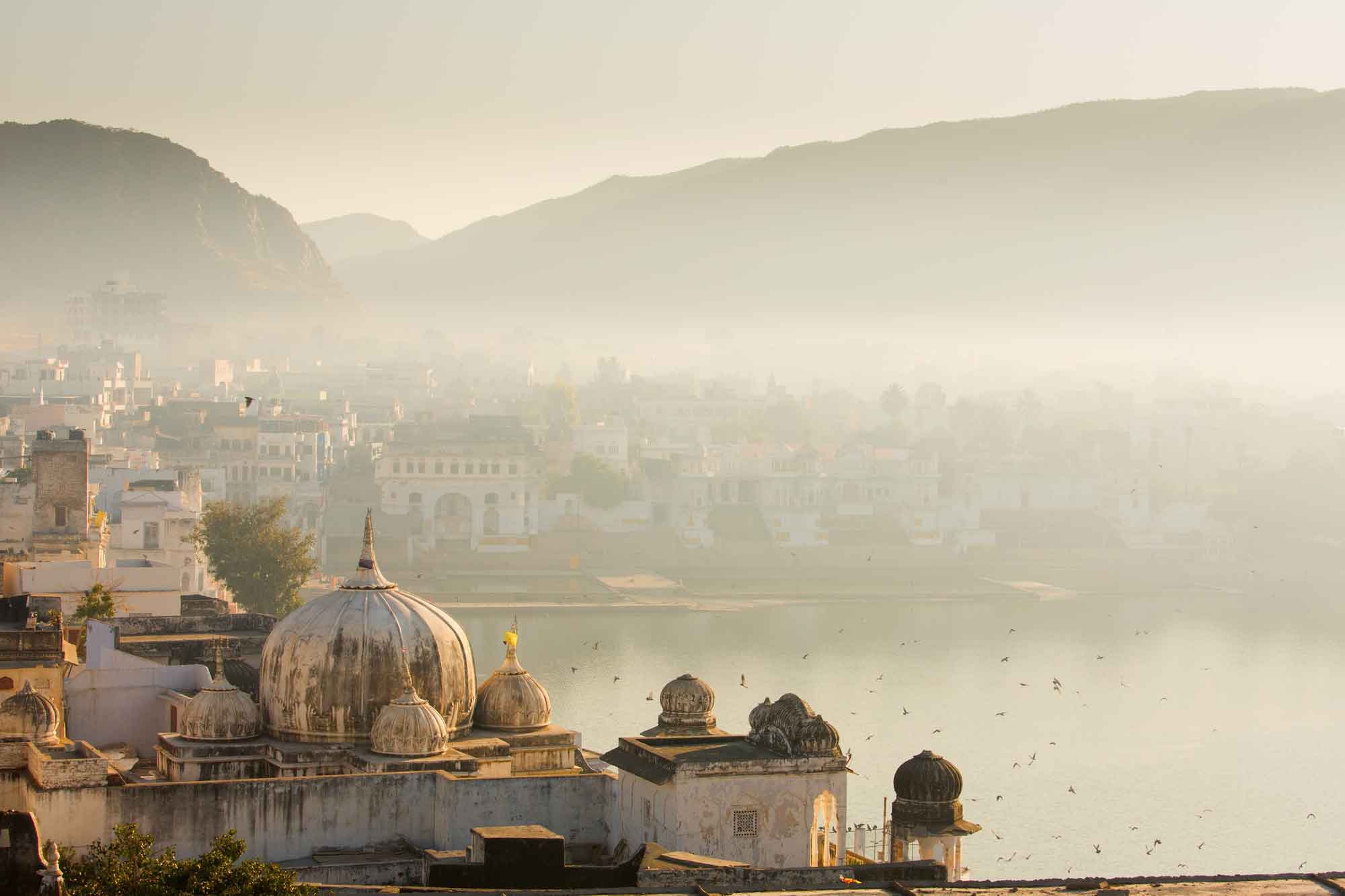 A Brief Guide to The Sacred Trees of India