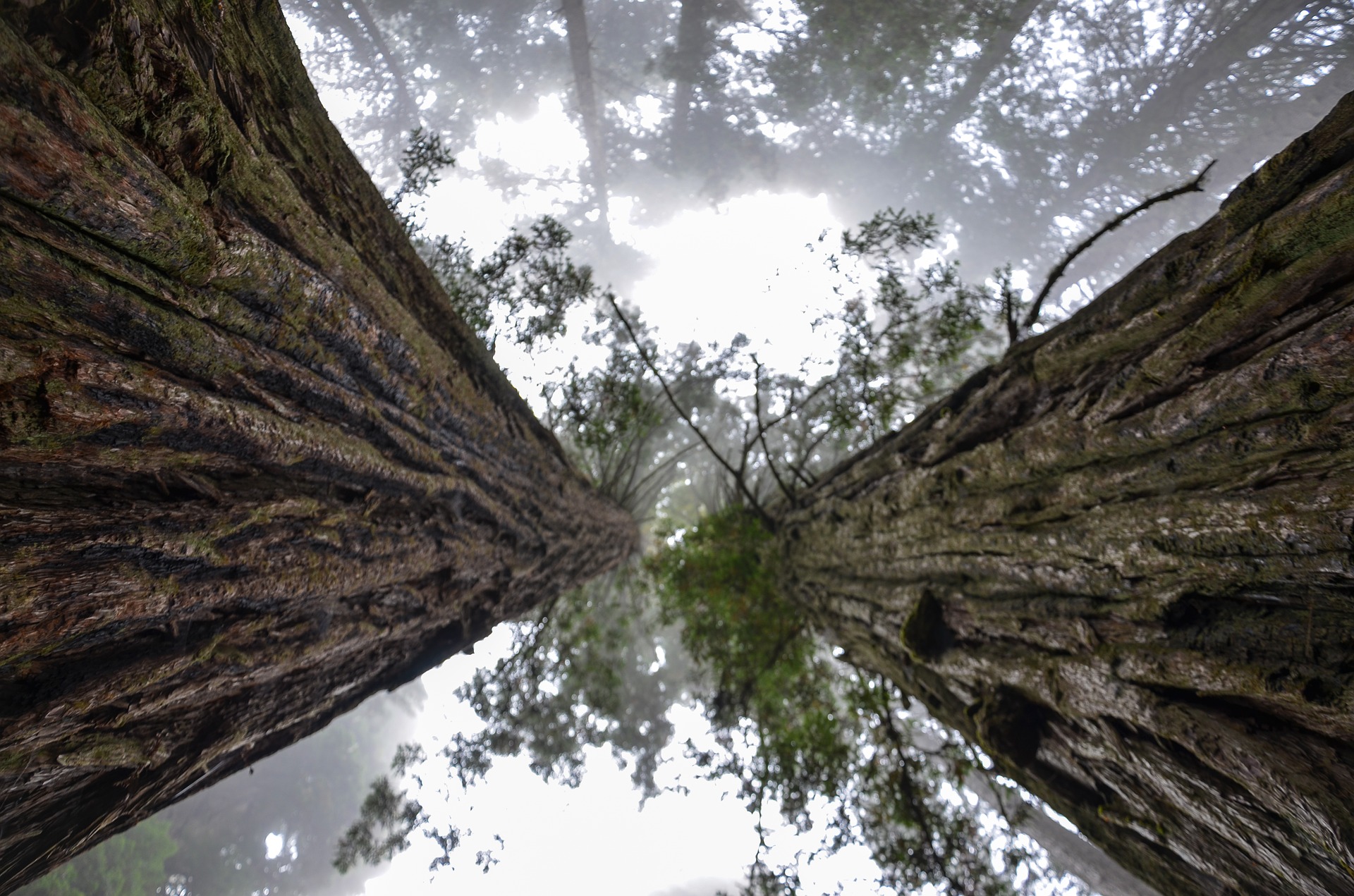 Hyperion – The World’s Tallest Tree